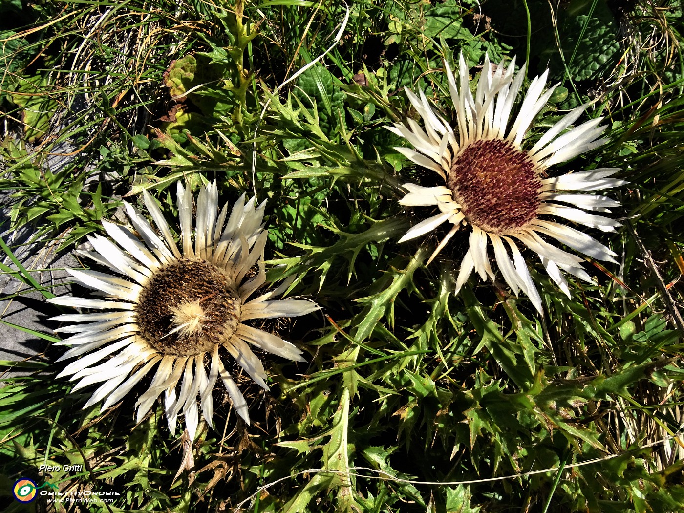 22 Carlina acaulis (Carlina bianca) incontrata sul percorso.JPG